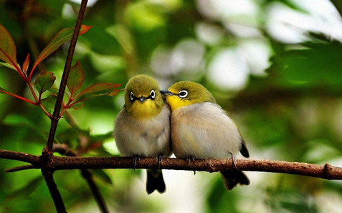 枝头上可爱小鸟的爱情