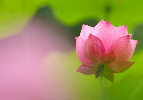 莲花